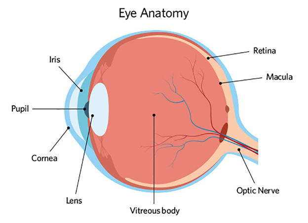 Diagram of human eye anatomy with labeled parts.